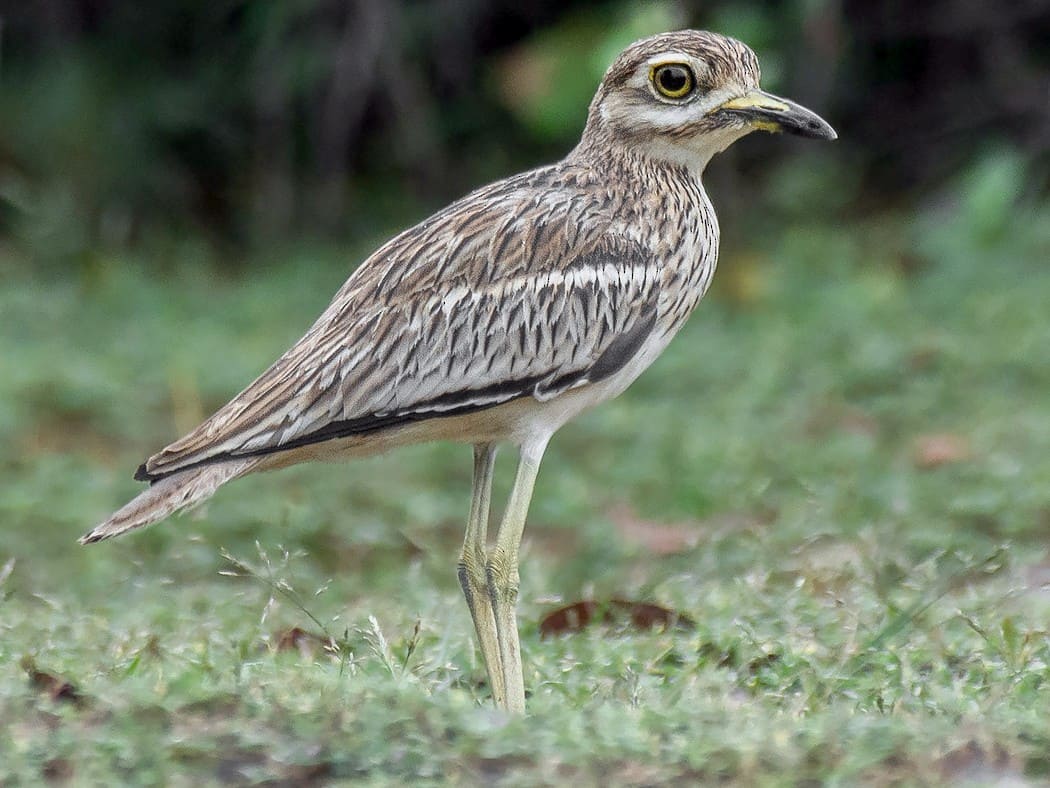 Indian Thick-knee (Indian Stone-curlew)